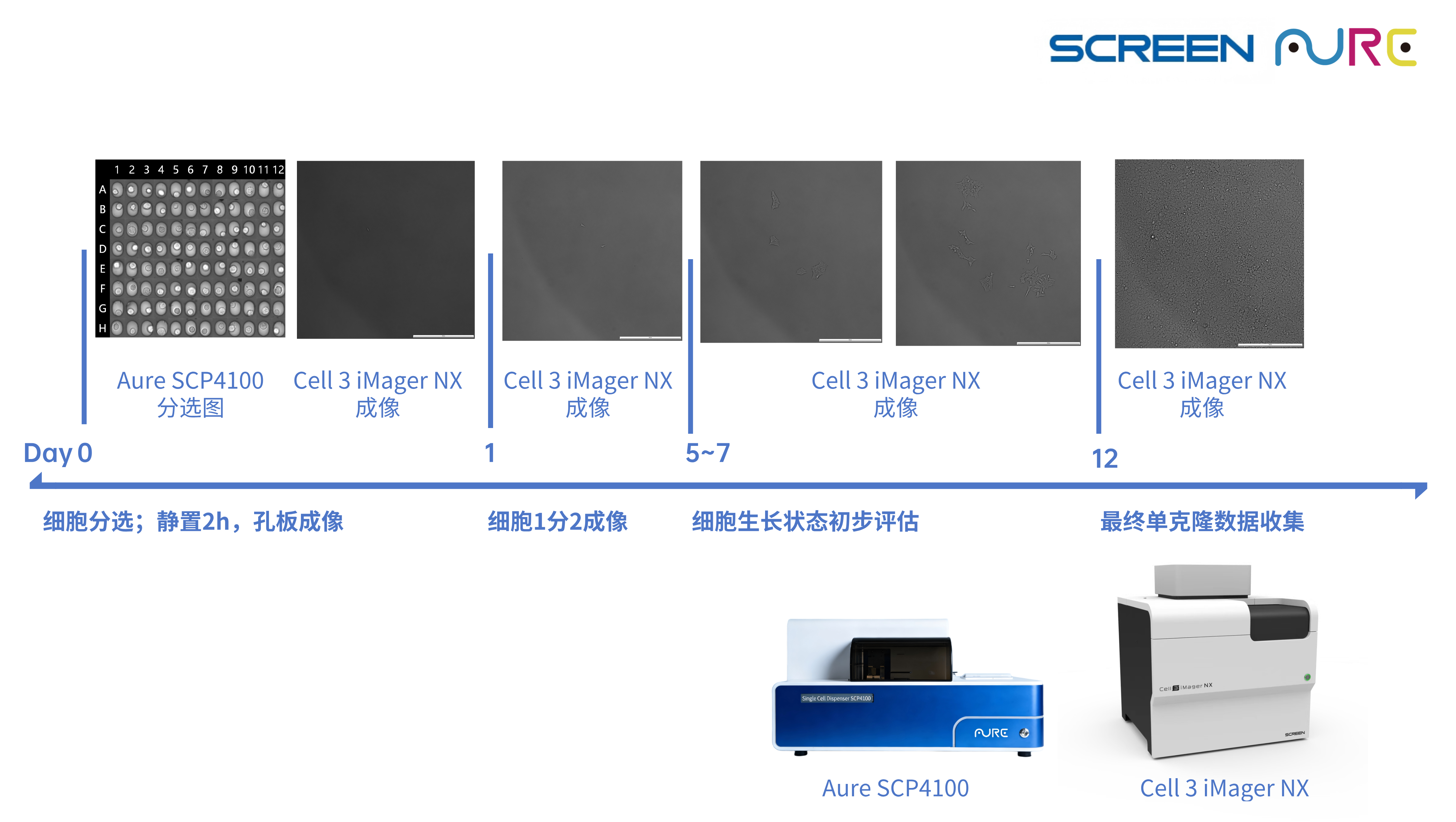 实验流程设计__2026-05-13+13_26_23.png