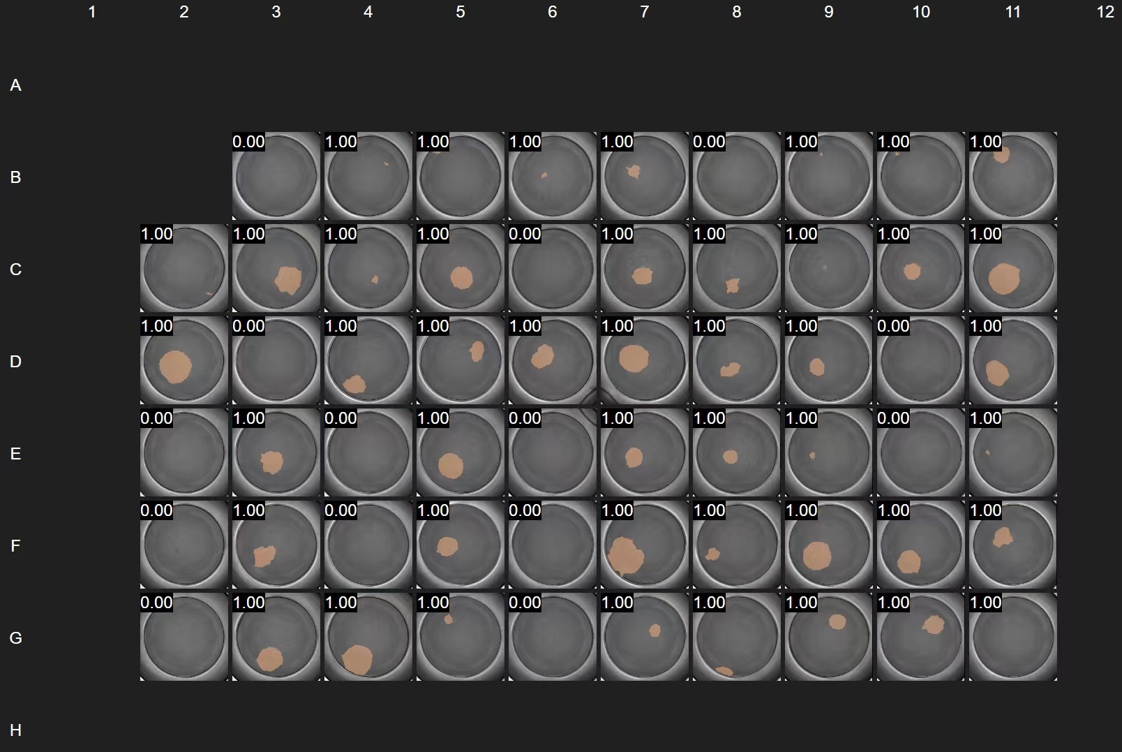 Cell3 Imager NX深度学习算法成像细胞团.png